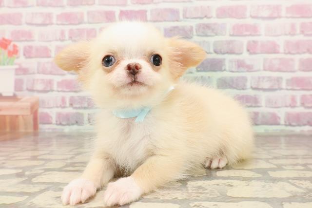 北海道のチワワ(ロング) (Coo&RIKU函館店/2025年6月3日生まれ/男の子/クリームホワイト)の子犬の2枚目の画像
