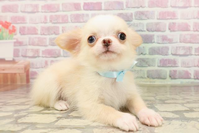 北海道のチワワ(ロング) (Coo&RIKU函館店/2025年6月3日生まれ/男の子/クリームホワイト)の子犬の3枚目の画像