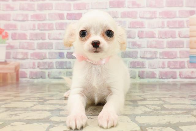 北海道のチワワ(ロング) (Coo&RIKU釧路店/2025年6月3日生まれ/女の子/ホワイト)の子犬の1枚目の画像