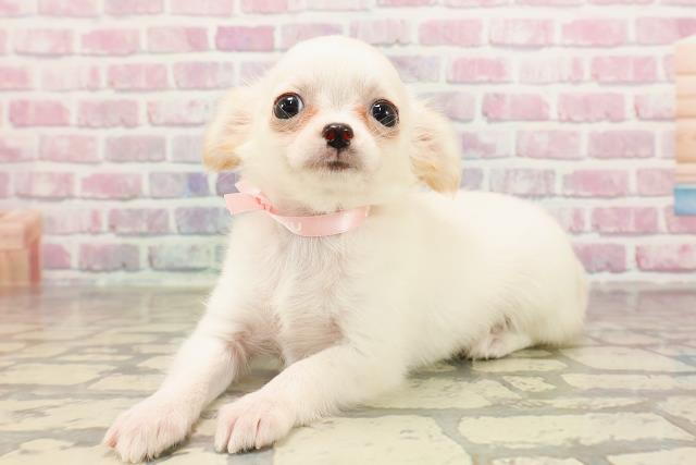 北海道のチワワ(ロング) (Coo&RIKU釧路店/2025年6月3日生まれ/女の子/ホワイト)の子犬の2枚目の画像