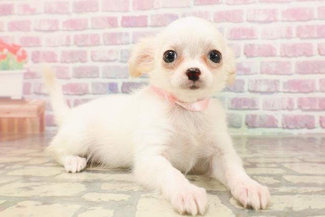 北海道のチワワ(ロング) (Coo&RIKU釧路店/2025年6月3日生まれ/女の子/ホワイト)の子犬の3枚目の画像