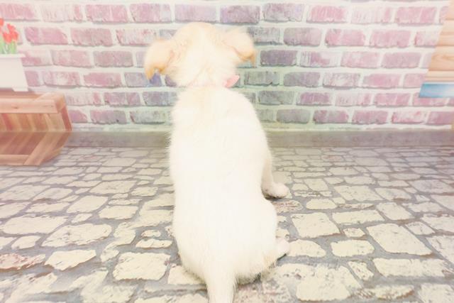 北海道のチワワ(ロング) (Coo&RIKU釧路店/2025年6月3日生まれ/女の子/ホワイト)の子犬の4枚目の画像