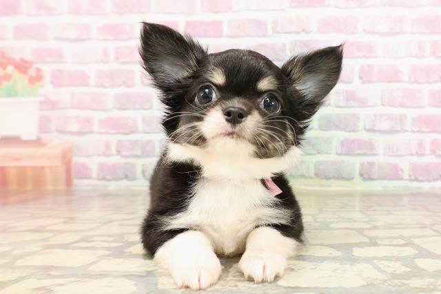 茨城県のチワワ(ロング) (Coo&RIKU日立店/2025年6月4日生まれ/女の子/ブラックタンホワイト)の子犬の1枚目の画像