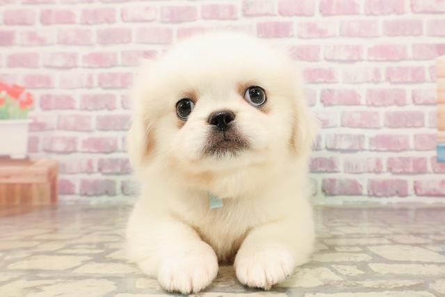 茨城県のペキニーズ (Coo&RIKU牛久店/2025年6月4日生まれ/男の子/ホワイト)の子犬