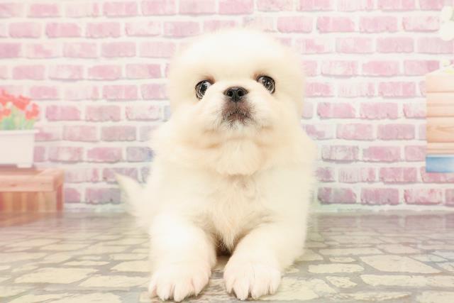 茨城県のペキニーズ (Coo&RIKU日立店/2025年6月4日生まれ/男の子/ホワイト)の子犬の1枚目の画像