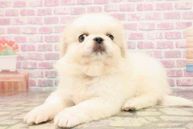 茨城県のペキニーズ (Coo&RIKU日立店/2025年6月4日生まれ/男の子/ホワイト)の子犬の2枚目の画像