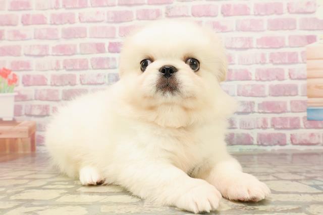 茨城県のペキニーズ (Coo&RIKU日立店/2025年6月4日生まれ/男の子/ホワイト)の子犬の3枚目の画像