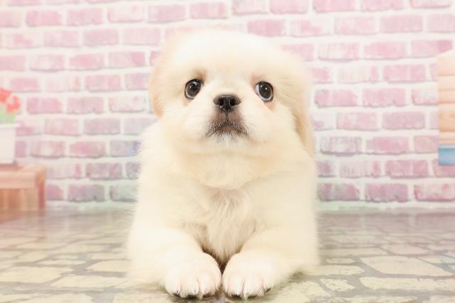 茨城県のペキニーズ (Coo&RIKU筑西店/2025年6月4日生まれ/女の子/ホワイト)の子犬の1枚目の画像