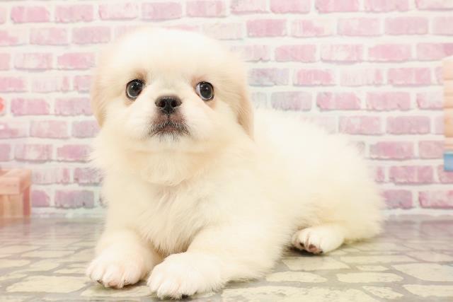 茨城県のペキニーズ (Coo&RIKU筑西店/2025年6月4日生まれ/女の子/ホワイト)の子犬の2枚目の画像