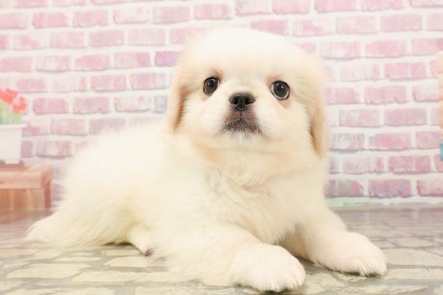 茨城県のペキニーズ (Coo&RIKU筑西店/2025年6月4日生まれ/女の子/ホワイト)の子犬の3枚目の画像
