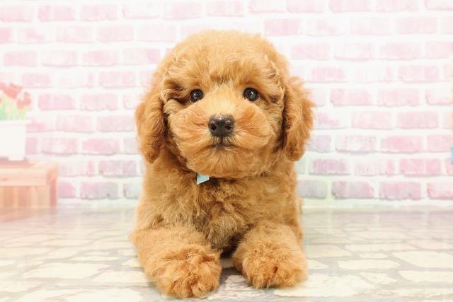 茨城県のトイプードル(トイ) (Coo&RIKU牛久店/2025年6月5日生まれ/男の子/レッド)の子犬