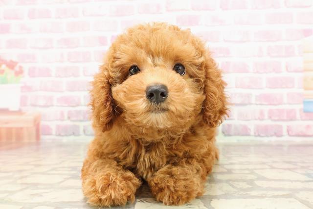 新潟県のトイプードル(トイ) (Coo&RIKU長岡店/2025年6月5日生まれ/女の子/レッド)の子犬の1枚目の画像
