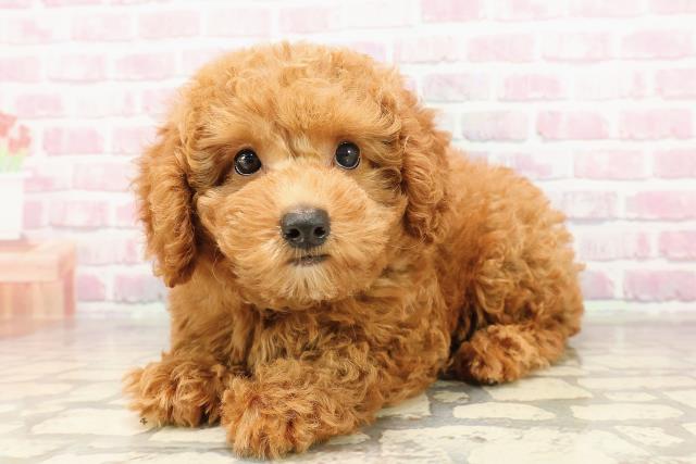 新潟県のトイプードル(トイ) (Coo&RIKU長岡店/2025年6月5日生まれ/女の子/レッド)の子犬の2枚目の画像