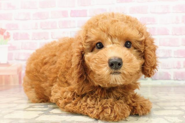 新潟県のトイプードル(トイ) (Coo&RIKU長岡店/2025年6月5日生まれ/女の子/レッド)の子犬の3枚目の画像