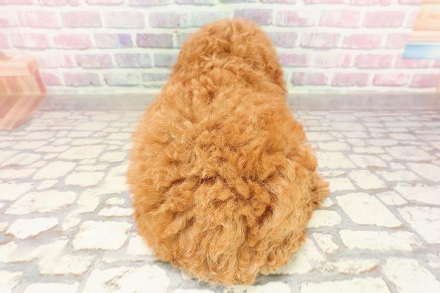 新潟県のトイプードル(トイ) (Coo&RIKU長岡店/2025年6月5日生まれ/女の子/レッド)の子犬の4枚目の画像
