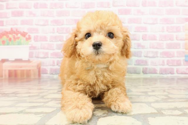 新潟県のトイプードル(トイ) (Coo&RIKU長岡店/2025年6月5日生まれ/男の子/アプリコット)の子犬の1枚目の画像