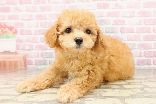 新潟県のトイプードル(トイ) (Coo&RIKU長岡店/2025年6月5日生まれ/男の子/アプリコット)の子犬の2枚目の画像