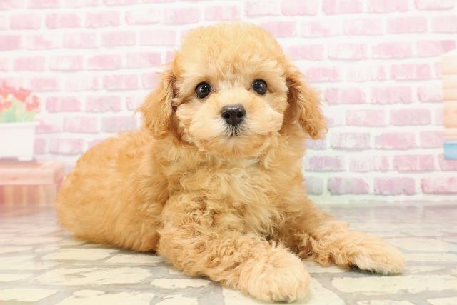 新潟県のトイプードル(トイ) (Coo&RIKU長岡店/2025年6月5日生まれ/男の子/アプリコット)の子犬の3枚目の画像