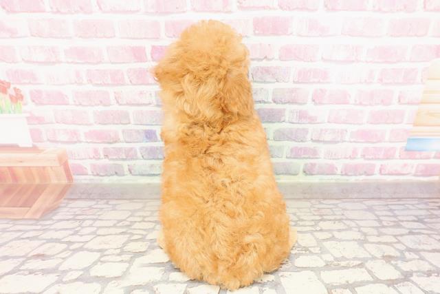 新潟県のトイプードル(トイ) (Coo&RIKU長岡店/2025年6月5日生まれ/男の子/アプリコット)の子犬の4枚目の画像