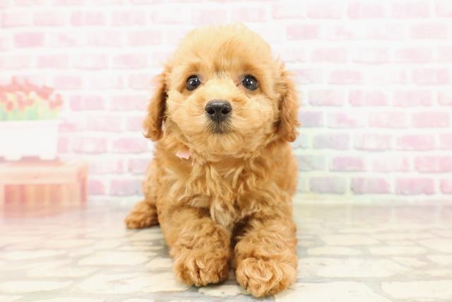 埼玉県のトイプードル(トイ) (Coo&RIKU所沢店/2025年6月5日生まれ/女の子/レッド)の子犬