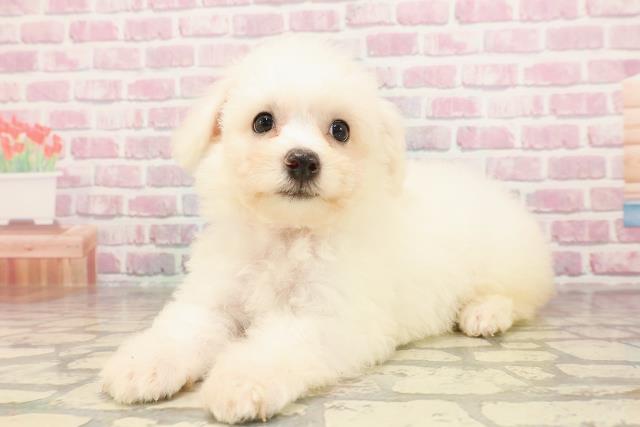 群馬県のビションフリーゼ (Coo&RIKU伊勢崎店/2025年6月6日生まれ/女の子/ホワイト)の子犬の2枚目の画像