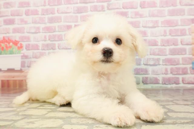 群馬県のビションフリーゼ (Coo&RIKU伊勢崎店/2025年6月6日生まれ/女の子/ホワイト)の子犬の3枚目の画像