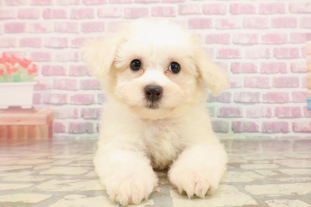 茨城県のビションフリーゼ (Coo&RIKU筑西店/2025年6月6日生まれ/女の子/ホワイト)の子犬の1枚目の画像