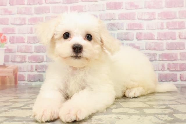 茨城県のビションフリーゼ (Coo&RIKU筑西店/2025年6月6日生まれ/女の子/ホワイト)の子犬の2枚目の画像