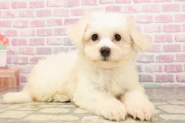茨城県のビションフリーゼ (Coo&RIKU筑西店/2025年6月6日生まれ/女の子/ホワイト)の子犬の3枚目の画像