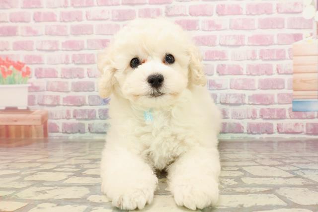 神奈川県のトイプードル(トイ) (Coo&RIKU相模原店/2025年6月7日生まれ/男の子/ホワイト)の子犬の1枚目の画像
