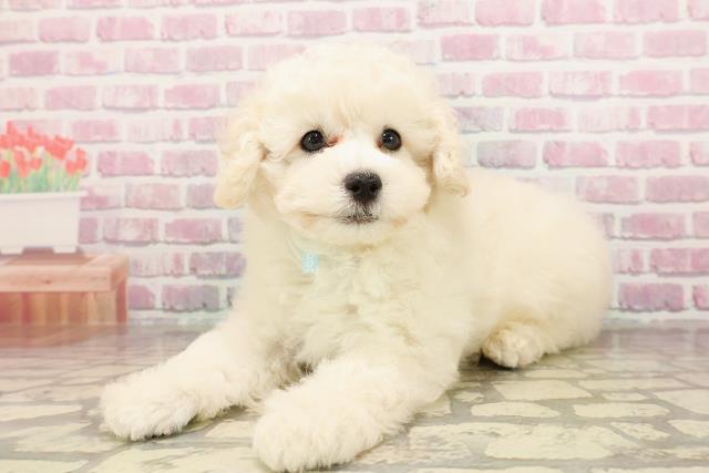 神奈川県のトイプードル(トイ) (Coo&RIKU相模原店/2025年6月7日生まれ/男の子/ホワイト)の子犬の2枚目の画像