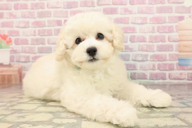 神奈川県のトイプードル(トイ) (Coo&RIKU相模原店/2025年6月7日生まれ/男の子/ホワイト)の子犬の3枚目の画像