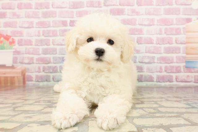 埼玉県のトイプードル(トイ) (Coo&RIKU桶川店/2025年6月7日生まれ/女の子/ホワイト)の子犬の1枚目の画像
