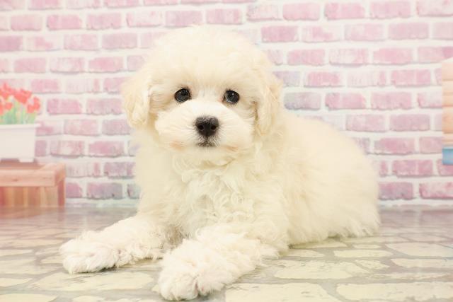埼玉県のトイプードル(トイ) (Coo&RIKU桶川店/2025年6月7日生まれ/女の子/ホワイト)の子犬の2枚目の画像