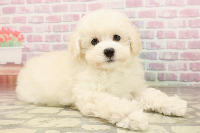 埼玉県のトイプードル(トイ) (Coo&RIKU桶川店/2025年6月7日生まれ/女の子/ホワイト)の子犬の3枚目の画像