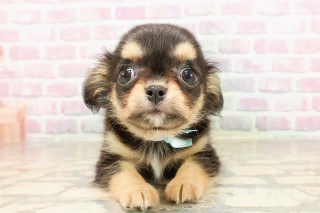 群馬県のチワワ(ロング) (Coo&RIKU前橋店/2025年6月8日生まれ/男の子/ブラックタンホワイト)の子犬