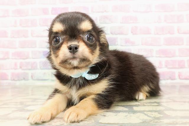 群馬県のチワワ(ロング) (Coo&RIKU前橋店/2025年6月8日生まれ/男の子/ブラックタンホワイト)の子犬の2枚目の画像