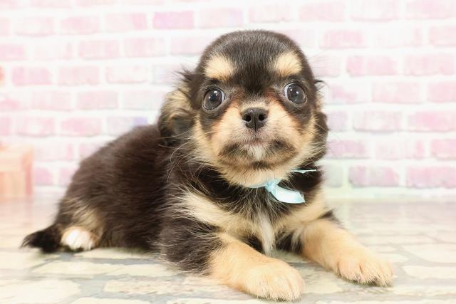 群馬県のチワワ(ロング) (Coo&RIKU前橋店/2025年6月8日生まれ/男の子/ブラックタンホワイト)の子犬の3枚目の画像