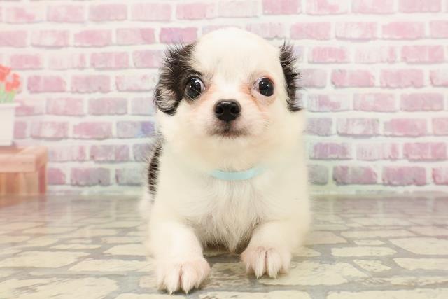 新潟県のチワワ(ロング) (Coo&RIKU新潟東店/2025年6月8日生まれ/男の子/ブラックホワイト)の子犬の1枚目の画像