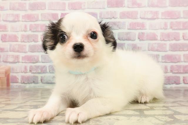 新潟県のチワワ(ロング) (Coo&RIKU新潟東店/2025年6月8日生まれ/男の子/ブラックホワイト)の子犬の2枚目の画像