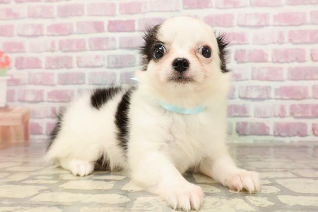 新潟県のチワワ(ロング) (Coo&RIKU新潟東店/2025年6月8日生まれ/男の子/ブラックホワイト)の子犬の3枚目の画像