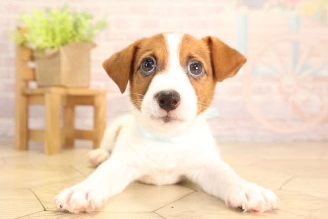 愛知県のジャックラッセルテリア (Coo&RIKU豊田店/2025年6月6日生まれ/男の子/タンホワイト)の子犬の1枚目の画像