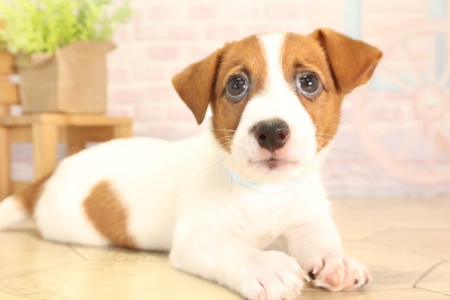 愛知県のジャックラッセルテリア (Coo&RIKU豊田店/2025年6月6日生まれ/男の子/タンホワイト)の子犬の2枚目の画像