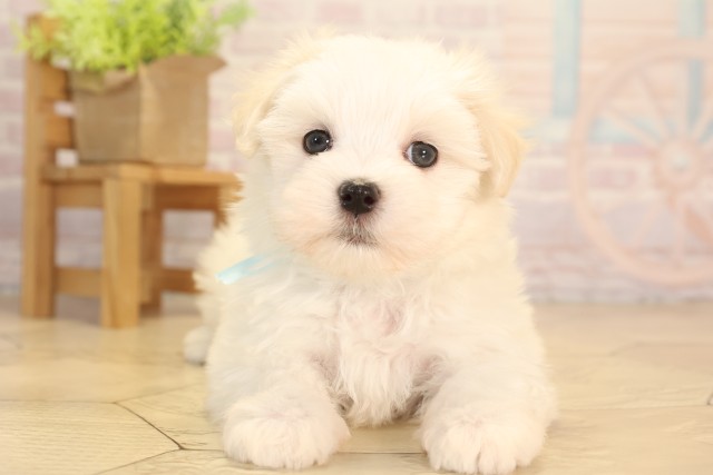 愛知県のマルチーズ (Coo&RIKU名古屋中川店/2025年6月6日生まれ/男の子/ホワイト)の子犬の1枚目の画像