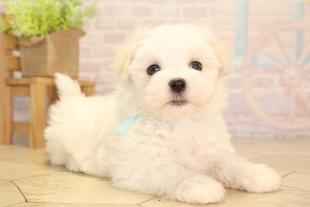愛知県のマルチーズ (Coo&RIKU名古屋中川店/2025年6月6日生まれ/男の子/ホワイト)の子犬の2枚目の画像