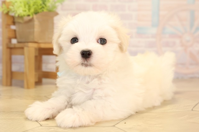 愛知県のマルチーズ (Coo&RIKU名古屋中川店/2025年6月6日生まれ/男の子/ホワイト)の子犬の3枚目の画像