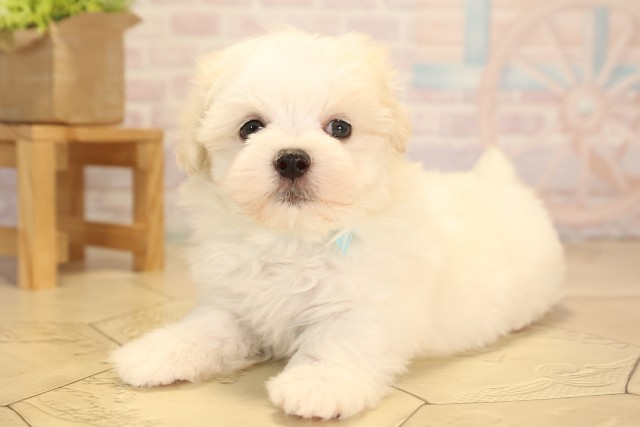 愛知県のマルチーズ (Coo&RIKU岡崎店/2025年6月6日生まれ/男の子/ホワイト)の子犬の3枚目の画像