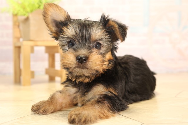 愛知県のヨークシャーテリア (Coo&RIKU豊田店/2025年6月6日生まれ/女の子/スチールブルータン)の子犬の3枚目の画像