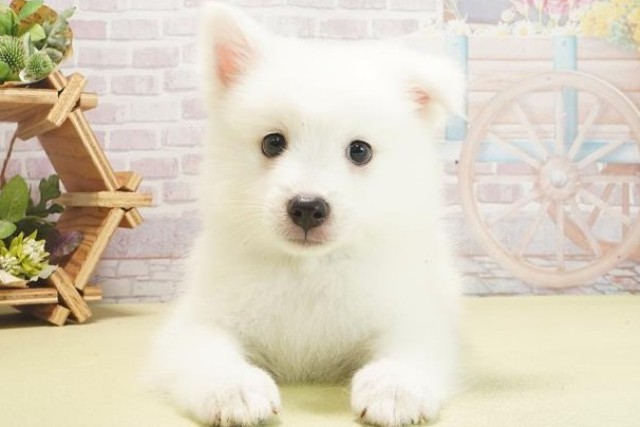 三重県の日本スピッツ (Coo&RIKU四日市店/2025年6月5日生まれ/男の子/ホワイト)の子犬の1枚目の画像