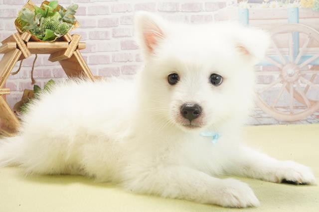 三重県の日本スピッツ (Coo&RIKU四日市店/2025年6月5日生まれ/男の子/ホワイト)の子犬の2枚目の画像